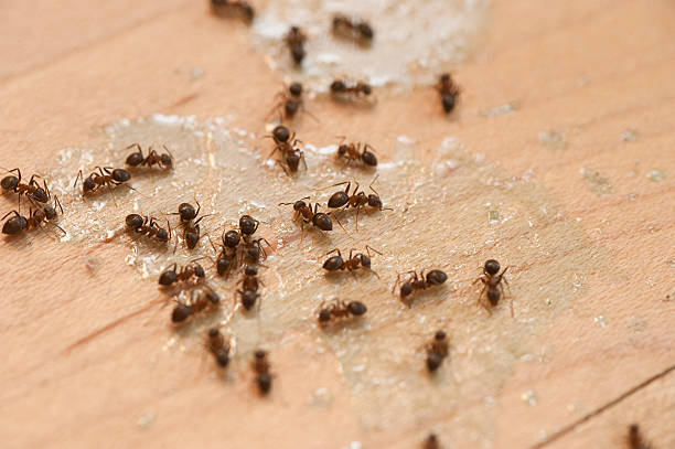 Best Ant Control Services  in Berkshire Lakes, FL