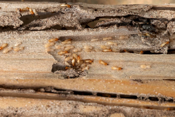 Best Pest Prevention Services  in Berkshire Lakes, FL